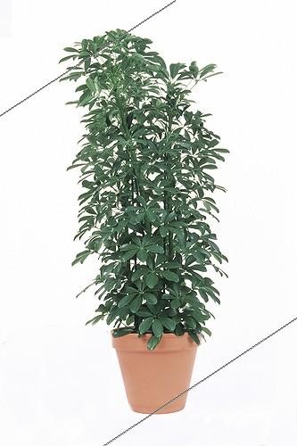 Biosphoto | 71350 | Schefflera out of pot  | &copy; Claudius Thiriet / Biosphoto