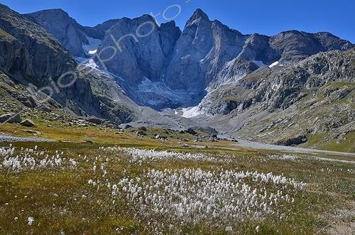 Biosphoto | 1941203 | Scheuchzer's Cottongrass - Pyrenees France ; to the north face of Vignemale: 3298 m<br>Habitat: subalpine peat bog.  | &copy; Georges Lopez / Biosphoto