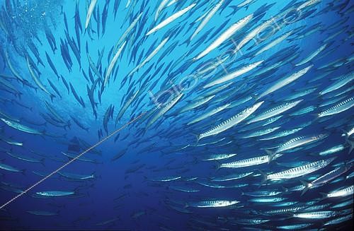 Biosphoto | 2148844 | School of European barracuda (Sphyraena sphyraena), Port-Cros, France, Mediterranean Sea | &copy; Jean-Michel Mille / Biosphoto