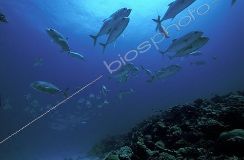 Biosphoto | 507725 | School of Jacks Banc du Geyser Comoros | &copy; Mathieu Foulquié / Biosphoto