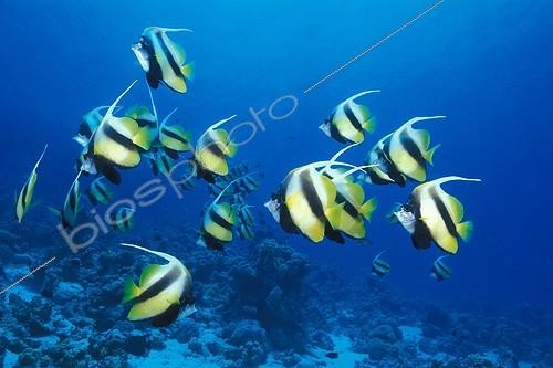 Biosphoto | 653138 | School of Red Sea Bannerfishes swimming in the Red Sea Egypt | &copy; Didier Brandelet / Biosphoto