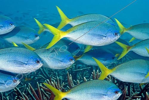 Biosphoto | 2444476 | School of Redbelly yellowtail fusilier (Caesio cuning). Heron Island. Great Barrier Reef. Queensland. Autralia. | &copy; Jean-Michel Mille / Biosphoto
