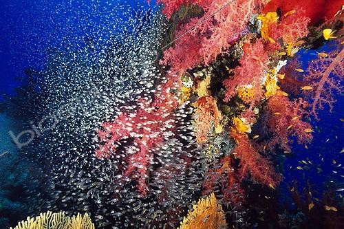 Biosphoto | 643523 | School of Sweepers swimming in front of Soft Corals | &copy; Didier Brandelet / Biosphoto
