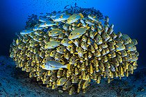 Biosphoto | 2443368 | School of sweetlips in very very tight formation. The purpose of this training is to intimidate a potential predator who wants to attack these fish. We notice that there are two species of sweetlips in this big ball of fish. Ribbon diagram (Plectorhinchus polytaenia) and Yellowbanded Sweetlip (Plectorhinchus lineatus, Raja Ampat, Indonesia | &copy; Gabriel Barathieu / Biosphoto