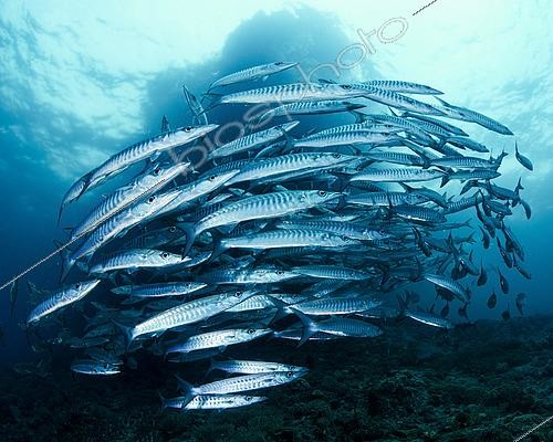 Biosphoto | 2614930 | Schooling Blackfin Barracuda (Sphyraena qenie). Banda Sea, Indonesia. | &copy; Montgomery Gilchrist / Biosphoto