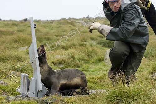 Biosphoto | 919221 | Scientific releasing a Northern Fur Seal Alaska ; The devices installed data acquisition through a curriculum of traveling offshore this species were taken from him. National Marine Fisheries Service | &copy; Thibaut Vergoz / Biosphoto