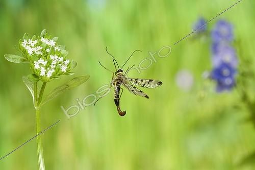 Biosphoto | 581255 | Scorpion Fly  in flight near an inflorescence France | &copy; Joël Héras / Biosphoto