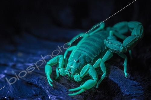 Biosphoto | 2069061 | Scorpion under Ultra Violet light. Desert scenery. Sossusvlei. Namib-Naukluft National Park. Near Sesriem. Namibia | &copy; Roger de La Harpe / Biosphoto