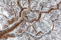 Biosphoto | 2035669 | Scots pine in winter - Guadarrama NP Spain | &copy; Óscar Díez Martínez / Biosphoto