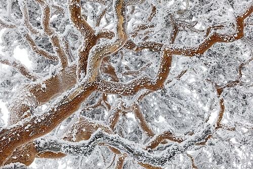 Biosphoto | 2035669 | Scots pine in winter - Guadarrama NP Spain ; The labyrinth Highlight Asferico 2015 | &copy; Óscar Díez Martínez / Biosphoto