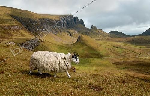 Biosphoto | 1470253 | Scottish Blackface sheep on the Isle of Skye Scotland  | &copy; Thierry Vezon / Biosphoto