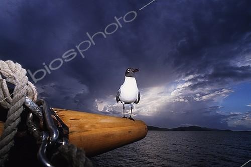 Biosphoto | 641250 | Sea bird landed on a sailboat before the thunderstorm | &copy; Didier Brandelet / Biosphoto