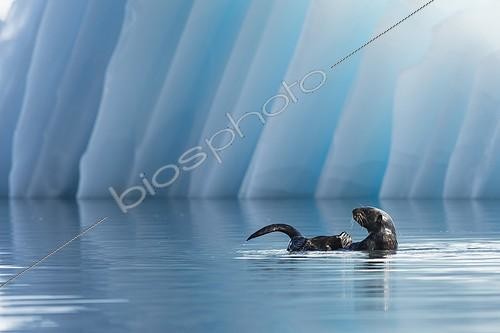 Biosphoto | 1998658 | Sea Otter in front of an iceberg - College Fjord Alaska | &copy; Ted Raynor / imageBROKER / Biosphoto