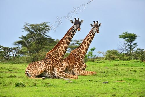 Biosphoto | 2441426 | Seated giraffes (Giraffa camelopardalis) ruminating, Masai Mara national park, Kenya. | &copy; Antoine Lorgnier / Biosphoto