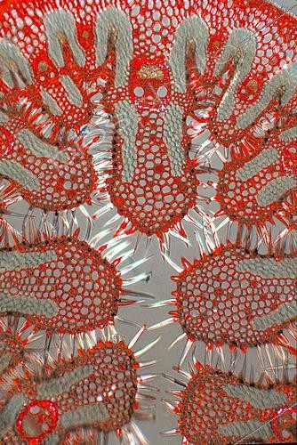 Biosphoto | 2511413 | Section of an beachgrass' leaf. A dye was used to show the structure of the leaf. Magnification of 27 on a 24x36 | &copy; Jean-Claude Louchet / Biosphoto