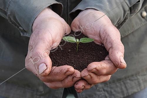 Biosphoto | 2552489 | Seedling in potting soil in a man's hands | &copy; Eric Guilloret / Biosphoto