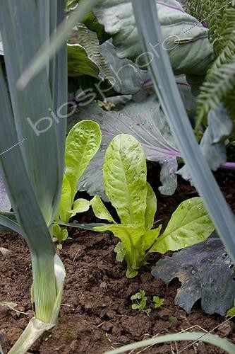Biosphoto | 1151263 | Seedlings of salad with leeks and cabbage | &copy; NouN / Biosphoto