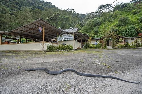 Biosphoto | 2628110 | Serpent andain (Clelia equatoriana), en zone périurbaine, Tandayapa, Equateur. | &copy; Vincent Premel / Biosphoto