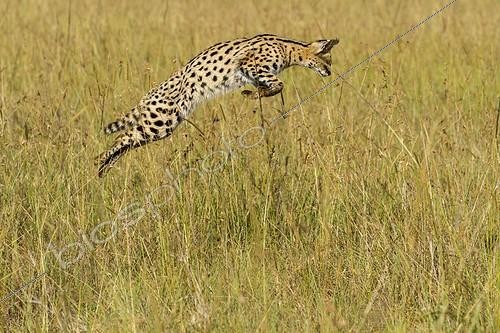 Biosphoto | 2034051 | Serval hunting in the tall grass - Masai Mara Kenya  | &copy; Michel & Christine Denis-Huot / Biosphoto