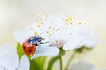Biosphoto | 2620381 | Seven-spot ladybird (Coccinella septempunctata) on a Prunus flower, along the Meurthe River, Lorraine, France. | &copy; Stéphane Vitzthum / Biosphoto