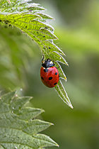 Biosphoto | 2622253 | Seven-spot ladybird (Coccinella septempunctata) searching for aphids on a Stinging nettle (Urtica dioica) leaf, Gers, France | &copy; Marie Aymerez / Biosphoto
