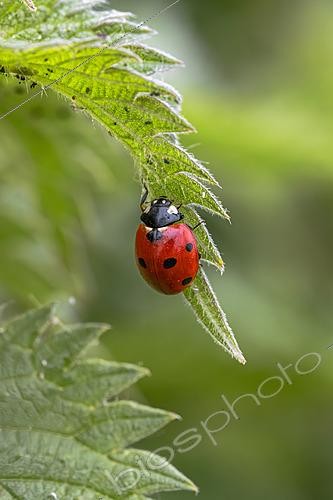 Biosphoto | 2622253 | Seven-spot ladybird (Coccinella septempunctata) searching for aphids on a Stinging nettle (Urtica dioica) leaf, Gers, France | &copy; Marie Aymerez / Biosphoto