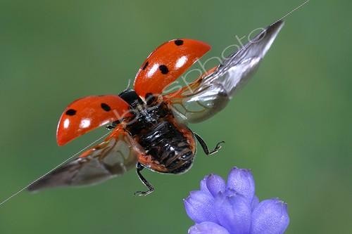Biosphoto | 83480 | Seven-spot ladybird taking flight close-up France | &copy; Joël Héras / Biosphoto