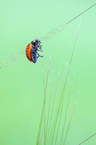 Biosphoto | 2629065 | Seven-spotted ladybug (Coccinella septempunctata) on an ear, Bouxières-aux-Dames plateau, Lorraine, France. | &copy; Stéphane Vitzthum / Biosphoto