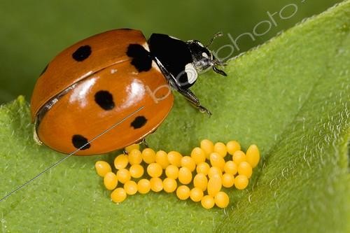 Biosphoto | 335991 | Sevenspotted lady beetle and its eggs on a leaf France | &copy; Claudius Thiriet / Biosphoto