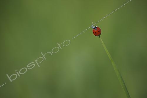 Biosphoto | 2154199 | Sevenspotted lady beetle (Coccinella septempunctata) on a blade of grass, France | &copy; Gil Gautier / Biosphoto