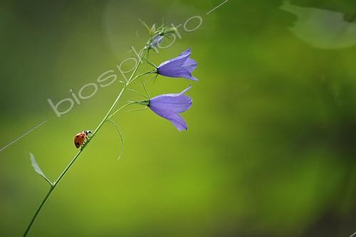 Biosphoto | 2154206 | Sevenspotted lady beetle (Coccinella septempunctata) on Bellflower, France | &copy; Gil Gautier / Biosphoto
