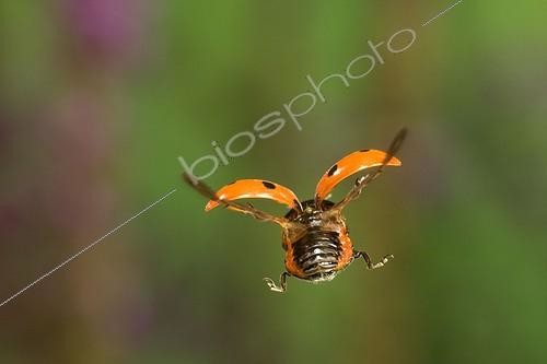 Biosphoto | 494140 | Sevenspotted lady beetle flying France | &copy; Joël Héras / Biosphoto