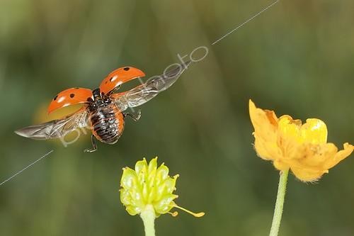 Biosphoto | 912462 | Sevenspotted Lady Beetle in flight Burgundy France | &copy; Joël Héras / Biosphoto