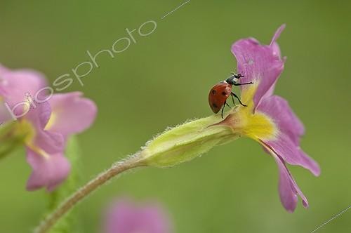 Biosphoto | 1308000 | Sevenspotted Ladybeetle walking on a Primrose flower | &copy; Robin Monchâtre / Biosphoto