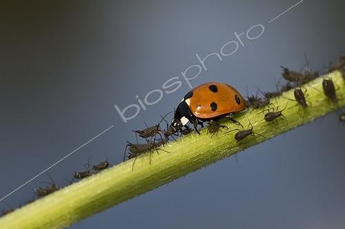 Biosphoto | 1923974 | Sevenspotted ladybird and Aphids on a stem - Denmark  | &copy; Steen Drozd Lund / Biosphoto
