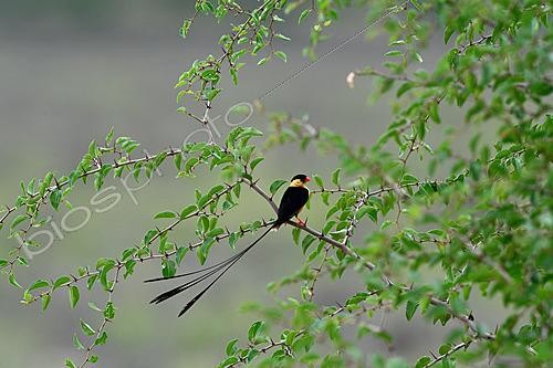 Biosphoto | 2623043 | Shaft tailed whydah (Vidua regia) in breeding plumage. Botswana. | &copy; Michel Bureau / Biosphoto