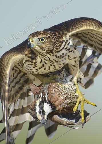 Biosphoto | 2412363 | Sharp-shinned Hawk (Accipiter striatus) immature flying with male Northern Bobwhite (Colinus virginianus) prey in claws, Texas, USA | &copy; Alan Murphy / BIA / Biosphoto