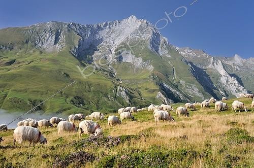 Biosphoto | 1880615 | Sheep on pasture Col du Soulor Pyrenees France ; In background massive limestone Gabizos: 2692m.  | &copy; Georges Lopez / Biosphoto