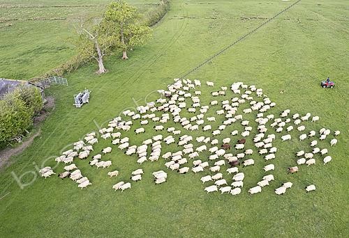 Biosphoto | 2625132 | Sheep (Ovis aries) group with farmer, England | &copy; Frédéric Desmette / Biosphoto