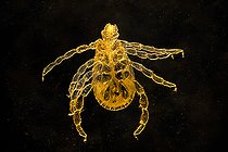 Biosphoto | 2554721 | Sheep tick (Ixodes ricinus) light microscopy | &copy; Stéphane Vitzthum / Biosphoto