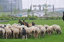 Biosphoto | 2583150 | Sheep transhumance in town, France | &copy; Robin Fourré / Biosphoto