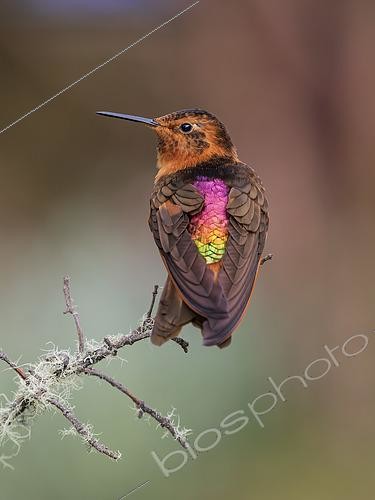 Biosphoto | 2608917 | Shining Sunbeam (Aglaeactis cupripennis) showing dorsal display colors, Tolima, Colombia | &copy; Ignacio Yufera / Biosphoto