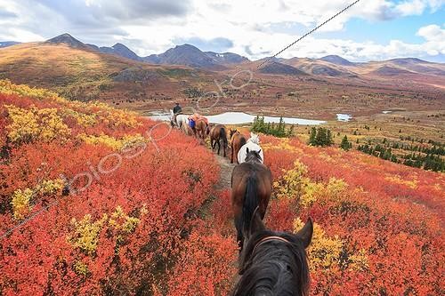 Biosphoto | 1905092 | Shipping horse in autumn Yukon Canada  ; South Lakeland, near Coal Lake  | &copy; Muriel Nicolotti / Biosphoto