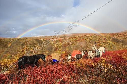 Biosphoto | 1905094 | Shipping horse in autumn Yukon Canada  ; South Lakeland,  | &copy; Muriel Nicolotti / Biosphoto