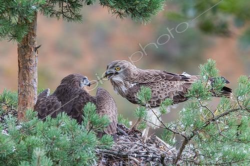 Biosphoto | 2555780 | Short-toed Snake Eagle (Circaetus gallicus) feeding its chick with a snake, Aveyron, France | &copy; Christian Fosserat / Biosphoto