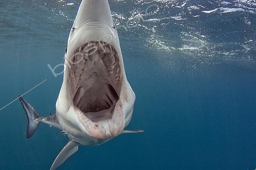 Biosphoto | 2453398 | Shortfin Mako Shark, Isurus oxyrinchus, San Diego, California, USA, Eastern Pacific. | &copy; Andy Murch / Biosphoto