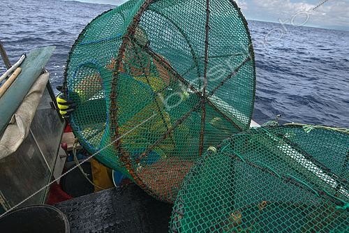 Biosphoto | 2609483 | Shrimp fishing (Plesionika narval) is a traditional activity carried out from small boats. Traps (pots) are used, which are placed on the seabed at depths of 50 to 150 meters. It is practiced year-round, although catches are more abundant in summer. Production is mainly destined for local consumption. VESSEL: Drago. FISHERMAN: José Lucio León Díaz (model release). San Roque and Isla Baja Fishermen’s Guild of Garachico, Tenerife. Canary Islands. | &copy; Sergio Hanquet / Biosphoto