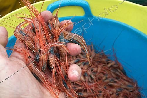 Biosphoto | 2609485 | Shrimp fishing (Plesionika narval) is a traditional activity carried out from small boats. Traps (pots) are used, which are placed on the seabed at depths of 50 to 150 meters. It is practiced year-round, although catches are more abundant in summer. Production is mainly destined for local consumption. VESSEL: Drago. FISHERMAN: José Lucio León Díaz (model release). San Roque and Isla Baja Fishermen’s Guild of Garachico, Tenerife. Canary Islands. | &copy; Sergio Hanquet / Biosphoto