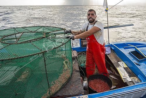 Biosphoto | 2609497 | Shrimp fishing (Plesionika narval) is an artisanal activity carried out from small boats. Pots (traps) are used, which are placed on the seabed at depths between 50 and 150 meters, and which also catch some fish. It is practiced year-round, although catches are more abundant in summer. Production is mainly destined for local consumption. VESSEL: El Puma. FISHERMAN: Ayoze Rodríguez (model release). Fishermen’s Guild of San Marcos in Icod de los Vinos, Tenerife. Canary Islands. | &copy; Sergio Hanquet / Biosphoto