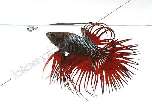 Biosphoto | 2485148 | Siamese fighting fish (Betta splendens) male 'Crowntail' | &copy; Aqua Press / Biosphoto
